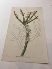 1827 Curtis Botanical Magazine Original Hand Colored Large Flowered Rhipsalis for sale  Shipping to South Africa