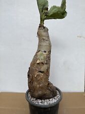 Cyphostema Seitzianum, Caudex Diameter 5”, Plant Height 12”, used for sale  Shipping to South Africa