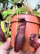 Nepenthes izumiae edwardsiana for sale  Shipping to Ireland