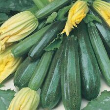 Courgette green bush for sale  THAME