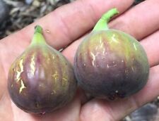 Chicago hardy fig for sale  Furlong