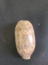 Eyed cowrie seashell for sale  Knoxville