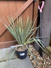 Yucca filamentosa for sale  WORCESTER