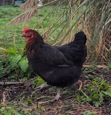 hatching eggs for sale  ELY
