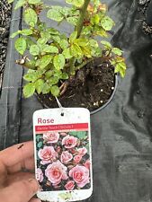 potted rose for sale  WISBECH