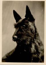 10143110 scottish terrier gebraucht kaufen  Deutschland