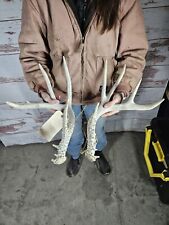 Farm whitetail deer for sale  Knoxville
