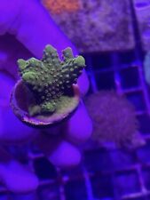 Green montipora frags for sale  CLACTON-ON-SEA