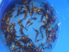 Ghost carp mix for sale  BRIDGEND