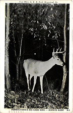 Old postcard deer for sale  Fort Pierce