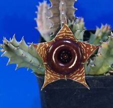 332 Huernia zebrina variegated, phyto available for sale  Shipping to Canada