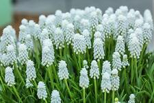 White muscari bulbs for sale  Russell
