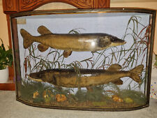 Rare antique taxidermy for sale  ST. IVES