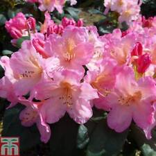 Rhododendron hardy perennial for sale  IPSWICH