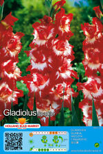 Gladiolen gladiolenzwiebeln sp gebraucht kaufen  Erfurt