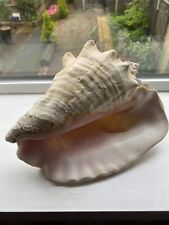 Vintage large conch for sale  PUDSEY