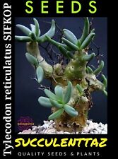 Tylecodon reticulatus SIFKOP 10 x seeds Caudex BONSAI succulent crassula family  for sale  Shipping to South Africa