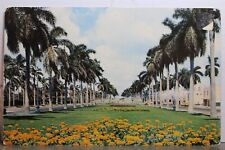 Cartão postal Florida FL Avenue imponente Royal Palm Trees antigo vintage cartão vista postal comprar usado  Enviando para Brazil