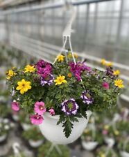 Sommerblumen ampel mix gebraucht kaufen  Obrighoven
