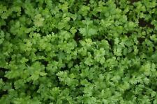 Herb coriander calypso for sale  WREXHAM