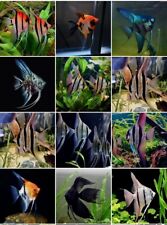 Mix angelfish pterophyllum for sale  LONDON