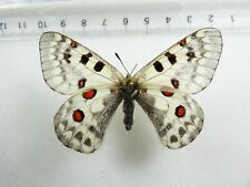 Entomology butterfly parnassiu for sale  Shipping to Ireland