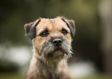 Border terrier poster for sale  SELBY