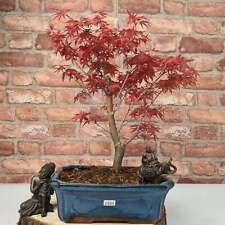 Japanese maple bonsai for sale  LEEDS