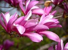 Magnolia betty plant for sale  MARCH