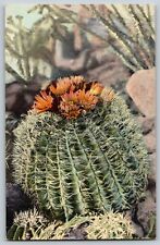Used, Barrel Cactus - Ferocactus Wizlizeni - Vintage Postcard, Unposted for sale  Shipping to South Africa