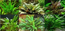 Cryptocoryne assorties lot d'occasion  Krautergersheim