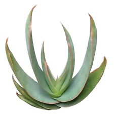 Coral aloe aloe for sale  Lake Forest