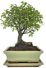 Chinese elm bonsai for sale  LUTTERWORTH
