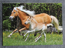 Postkarte haflinger pferd gebraucht kaufen  Limburg