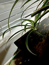 Live spider plant for sale  Henderson