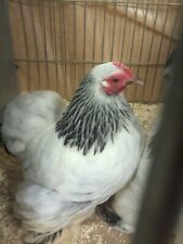 6 TOP QUALITY PEKIN HATCHING EGGS (MIXED COLORS) for sale  UK