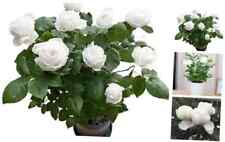 White rose live for sale  Miami