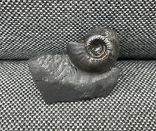 Carboniferous goniatite craven usato  Spedire a Italy