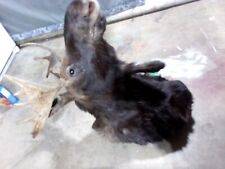 Moose head mounted for sale  Boise