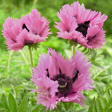 Papaver pink perfection for sale  UK