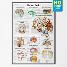Brain human anatomy for sale  LONDON