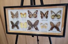 Butterflies real species for sale  NORWICH