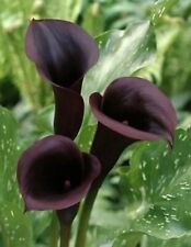 Black zantedeschia scwarzwalde for sale  PRESTON