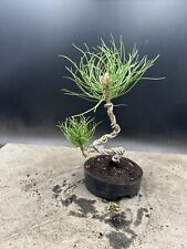 Shohin black pine for sale  BROUGH