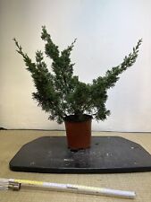 Prebonsai bonsai ginepro usato  Olgiate Olona