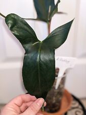 Anthurium pinkleyi rare for sale  SPALDING