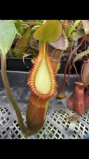 Nepenthes macrophylla orange for sale  Shreveport