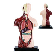 Pvc anatomical human for sale  LICHFIELD