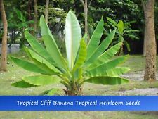 Tropical seeds cliff for sale  Willis