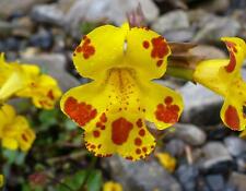 Plants suitable wildlife for sale  BUCKFASTLEIGH